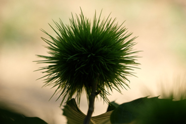 chestnut