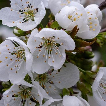 Cheery blossom