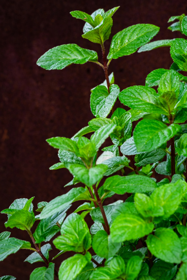chocolate mint