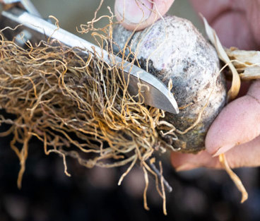 garlic roots