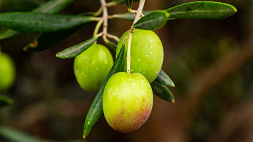 green olives