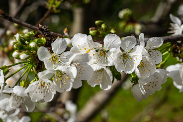 Cherry blossom